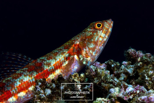 2012 PHILIPPINES - Moalboal
Poisson lezard 2012 PHILIPPINES - Moalboal
Poisson lezard